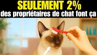Miniature : 10 Habitudes Que Les Chats Adorent Mais Que Quasiment Aucun Maître Ne Fait