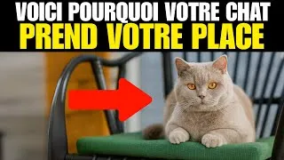 Miniature : Votre Chat Vous Vole Votre Siège Ou Votre Place ? Ce N’Est Pas Pour Rien