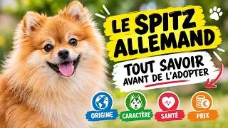 Miniature : Le spitz allemand : tout savoir avant d'en adopter un (origine, caractère,santé, prix)