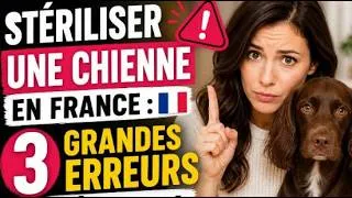 Miniature : Stériliser une chienne en France : 3 grandes erreurs à éviter !
