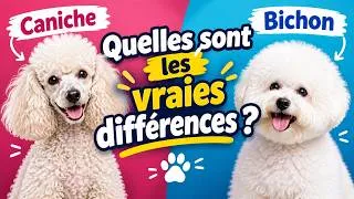 Miniature : Caniche ou Bichon : quelles sont les vraies différences ?