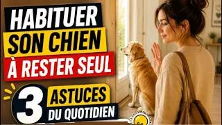 Miniature : Habituer son chien à rester seul — 3 petites astuces du quotidien qui changent tout