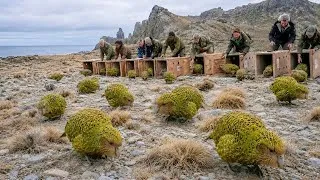 Miniature : La Nouvelle-Zélande a déplacé les 51 derniers kakapos sur une île — 31 ans plus tard, un miracle