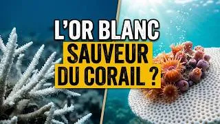 Miniature : Sauver les coraux avec de la céramique ? L'idée folle de Limoges ! 🌊💎