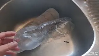 Miniature : Astuces glace pour chien en été 2026 