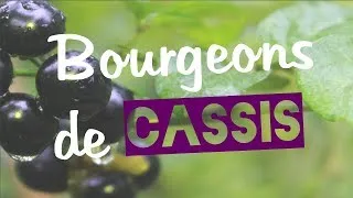 Miniature : Un parfum de CASSIS