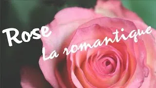 Miniature : Rose : la romantique