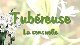 Miniature : Tubéreuse : la sensuelle