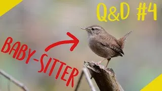 Miniature : Nourrir les enfants du voisin: bonne idée ? #Q&D4