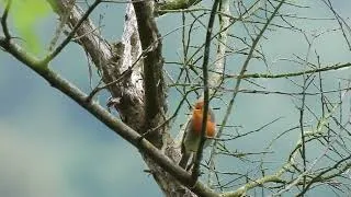 Miniature : Observation d'un pic épeiche cherchant des larves dans un chêne mort