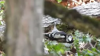 Miniature : Rencontre inattendue avec un lièvre sauvage 