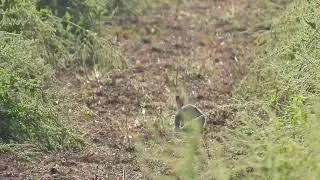 Miniature : Martin pêcheur au mois de février, attend sur sa branche, bord de canal du midi 