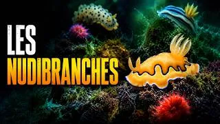 Miniature : LES NUDIBRANCHES : ces joyaux vivants sortis d'un rêve
