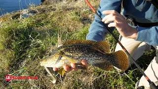 Miniature : Rockfishing   Les vieilles au leurre