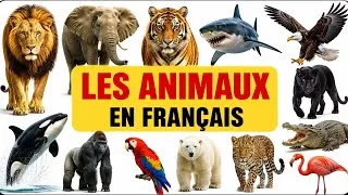 Miniature : Découvre Les Animaux en Français pour Débutants   🦊🐻| 100 Mots Essentiels à Connaître (A1-A2)🇫🇷