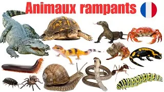 Miniature : 🐍 20 Animaux Rampants en Français | Vocabulaire Français Facile (A1-A2)
