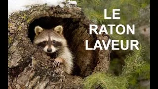 Miniature : Le raton laveur (documentaire)