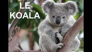 Miniature : Le koala (documentaire)