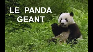 Miniature : Le panda géant (documentaire)