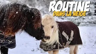 Miniature : MA ROUTINE PONEY DANS LA NEIGE