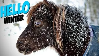 Miniature : LA NEIGE EST ARRIVÉE