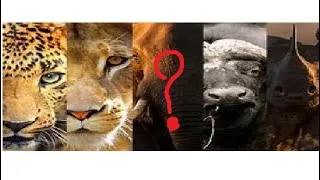 Miniature : Quel animal suis-je ?