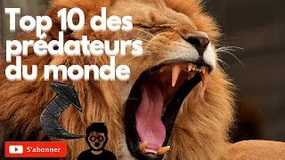 Miniature : Top 10 des prédateurs du monde