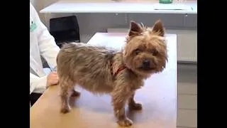 Miniature : Différents types de toux chez le chien