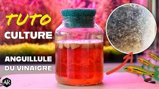 Miniature : Comment cultiver des Anguillules du Vinaigre