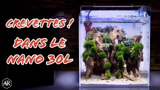 Miniature : J'ai reçu mes nouvelles crevettes 🙌 📦 !