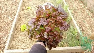 Miniature : L astuce pour ne plus avoir de mauvaises herbes