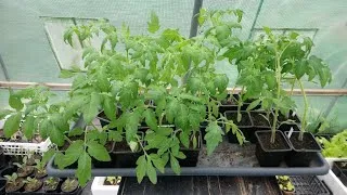 Miniature : COMMENT PLANTER & RÉUSSIR les tomates quelques astuces