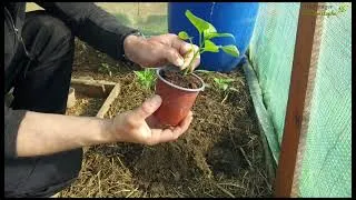 Miniature : C'EST LE MOMENT de planter les poivrons au potager