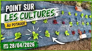 Miniature : 28/04/2026 - Point sur les Cultures au Potager