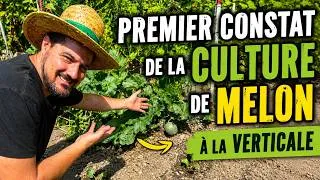 Miniature : Mon premier bilan des melons cultivés à la verticale