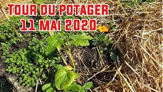 Miniature : Tour du potager début mai 2020
