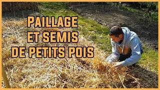 Miniature : Tour du potager, paillage et semis de petit pois