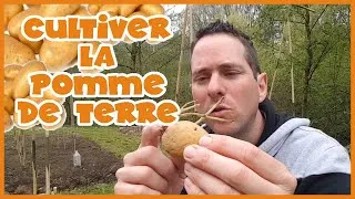 Miniature : Parlons de la pomme de terre