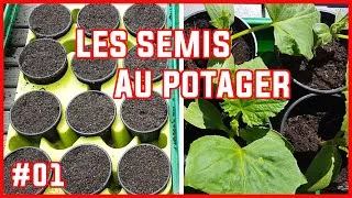 Miniature : Les semis du potager #01 Tomates, laitue, radis, pâtisson, ...