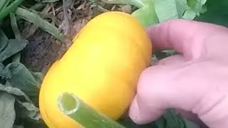 Miniature : Deux ou trois trucs sur les courges au potager.