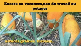 Miniature : Encore en vacances,non du travail au potager