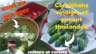 Miniature : Culture du cornichon et sa recette au piment.