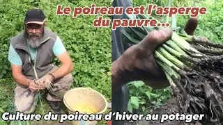 Miniature : Le poireau est l’asperge du pauvre au potager@Lepotagerdesgourmands