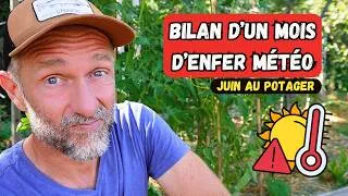 Miniature : Fin juin, début juillet au potager ► CHAUD, très chaud...