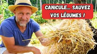 Miniature : Canicule ► Mon potager est sous la paille ! + autres solutions de survie au potager !