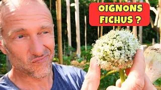 Miniature : Des oignons qui montent trop vite en graines ► Pourquoi et que faire ?
