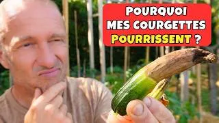 Miniature : Courgettes qui pourrissent au potager ► Explications et solutions