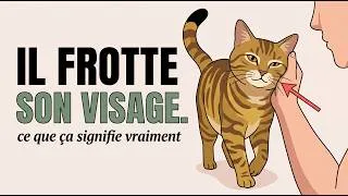 Miniature : Si Ton Chat Frotte Son Visage Contre Toi, Il Essaie De Te Dire Ceci…