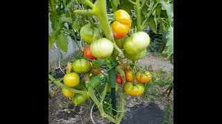 Miniature : C'est l'opulence au jardin !