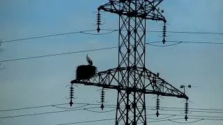 Miniature : La cigogne est revenu